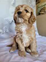 Male And Female Cavapoo puppies