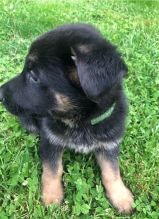 Male and female German Shepherd puppies ready for adoption