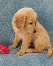 male and female Golden Retriever puppies for adoption