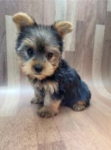 Male and Female Yorkie Puppies