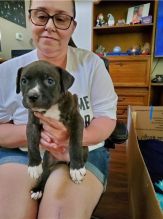 Pit Bull Puppies