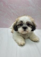 Purebred Shih Tzu puppies available