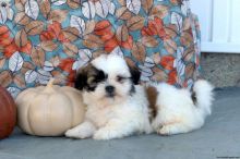 Top quality lined Shih Tzu Ready for New Homes Near Me !!EMAIL👉💌shihtzuparadize@outlook.com