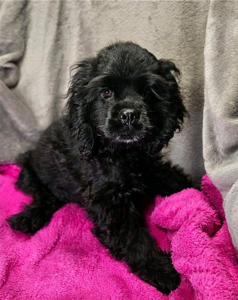 Adorable er Spaniel puppies Image eClassifieds4u