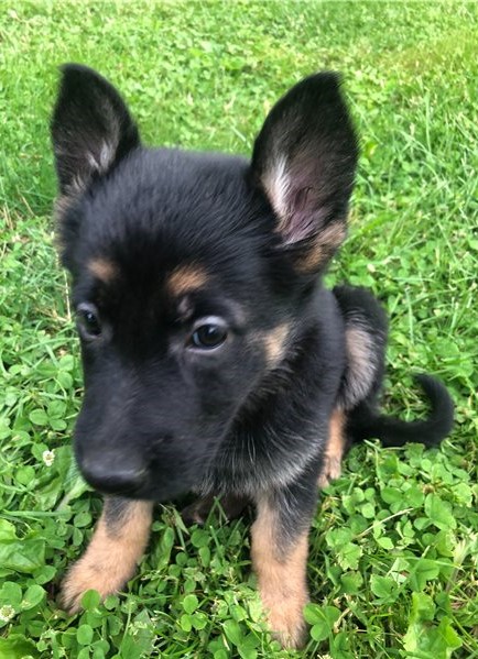 Adorable German Shepherd Puppies For Rehoming Image eClassifieds4u