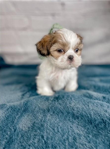 Adorable male and female Shih Tzu puppies ready for adoption Image eClassifieds4u