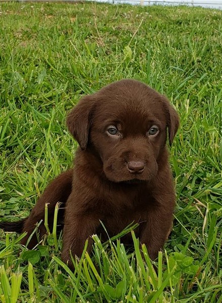 Amazing Labrador Retriever Puppies Available Image eClassifieds4u