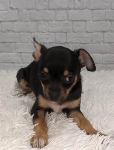 Apple head Teacup Chihuahua puppies Available Image eClassifieds4u