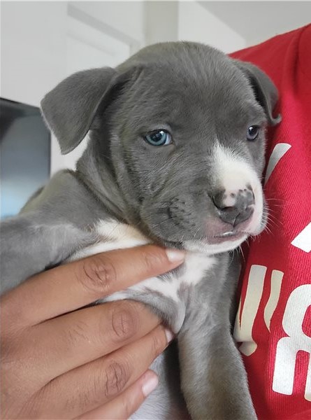 Blue nose American Pit bull terrier puppies available Image eClassifieds4u