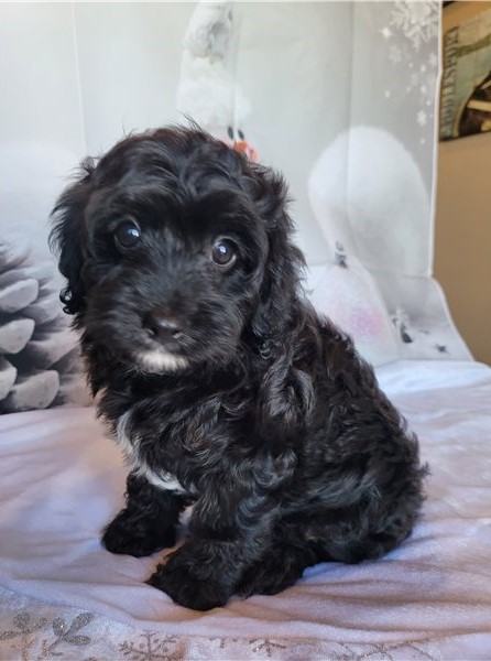 CAVAPOO PUPPIES AVAILABLE Image eClassifieds4u