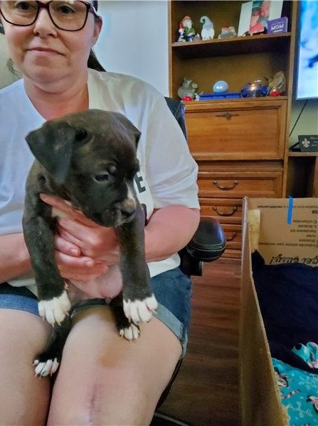 Cute Blue Nose Pit bull puppies available for adoption Image eClassifieds4u