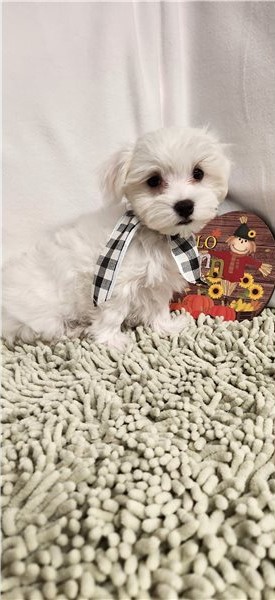 Dramatic Ckc Maltese Puppies Image eClassifieds4u