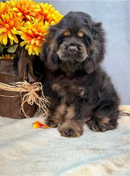 Gorgeous er Spaniel Image eClassifieds4u