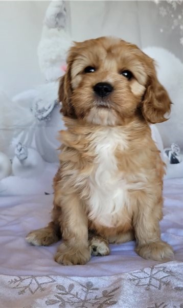 HEALTHY C.K.C CAVAPOO PUPPIES Image eClassifieds4u