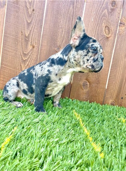 Lovely French Bulldog Puppies For Rehoming Image eClassifieds4u