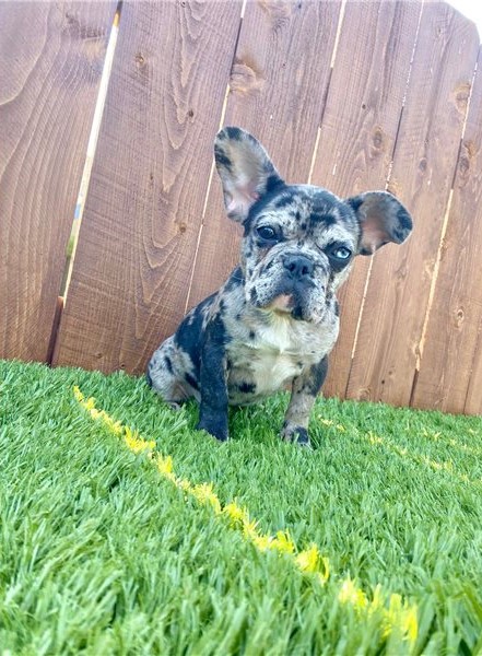 Lovely French Bulldog Puppies For Rehoming Image eClassifieds4u