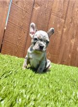 ??Cute French Bulldog puppies Available ?? Image eClassifieds4u 2