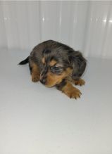 ADORABLE CKC DACHSHUND PUPPIES Image eClassifieds4u 2