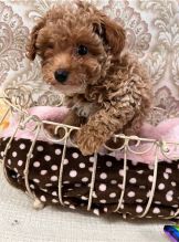 Amazing Toy Poodle Puppies Image eClassifieds4u 1