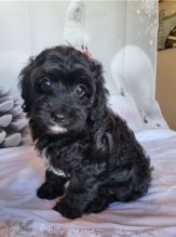 CAVAPOO PUPPIES AVAILABLE Image eClassifieds4u 1