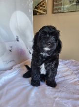 CAVAPOO PUPPIES AVAILABLE Image eClassifieds4u 2