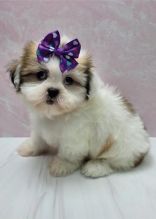 CKC Shih Tzu Puppies for adoption. Image eClassifieds4u 2