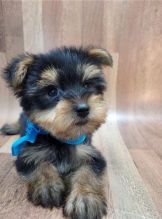 Cute And Adorable Teacup Yorkie Puppies For Free Adoption Image eClassifieds4u 2