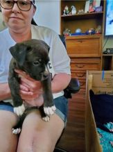 Cute Blue Nose Pit bull puppies available for adoption Image eClassifieds4u 2