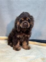 Cute er Spaniel puppies available Image eClassifieds4u 2