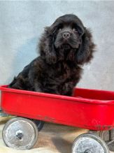 er Spaniel puppies available for new home Image eClassifieds4u 2