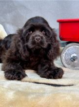 Gorgeous er Spaniel puppies available Image eClassifieds4u 2