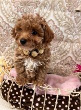 Gorgeous female and male Toy Poodle puppies Image eClassifieds4u 2