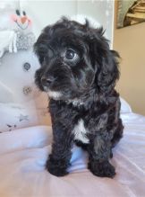 HEALTHY C.K.C CAVAPOO PUPPIES Image eClassifieds4u 2
