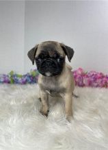 Home trained Pug puppies for re-homing Image eClassifieds4u 2