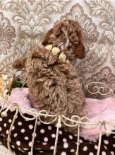 Nice Toy Poodle puppies Image eClassifieds4u 2