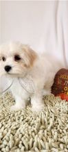 Pure White Maltese Puppies for New Homes Image eClassifieds4u 2