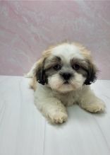 Purebred Shih Tzu puppies available Image eClassifieds4U