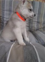 Siberian Husky puppies for adoption. Image eClassifieds4U