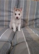 Smart Siberian Husky puppies ready to go Image eClassifieds4u 2