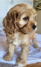 Super adorable Cavapoo puppies. Image eClassifieds4u 2