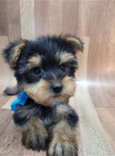 Yorkie puppies for adoption Image eClassifieds4u 2