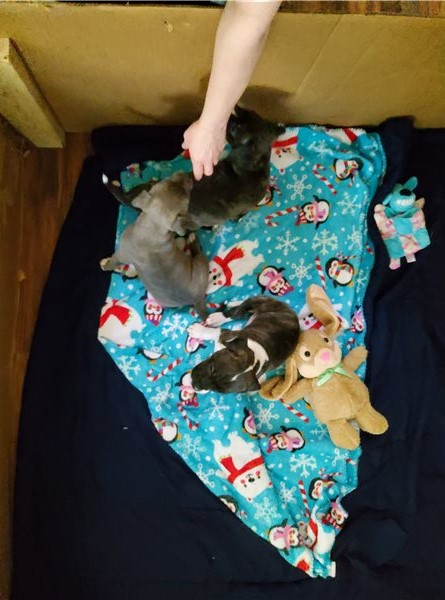 Pit Bull Puppies for adoption! Image eClassifieds4u