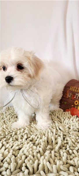 Pure White Maltese Puppies for New Homes Image eClassifieds4u