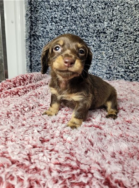 Smooth coat Dachshund Puppies available Image eClassifieds4u