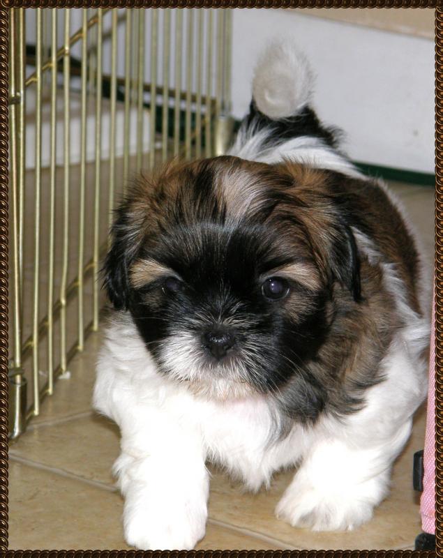 Top quality lined Shih Tzu Ready for New Homes Near Me !!EMAIL👉💌shihtzuparadize@outlook.com Image eClassifieds4u