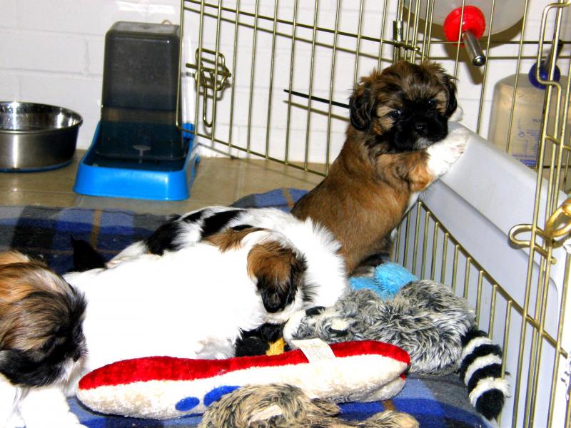 Top quality lined Shih Tzu Ready for New Homes Near Me !!EMAIL👉💌shihtzuparadize@outlook.com Image eClassifieds4u