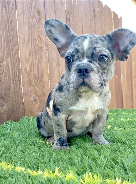??Cute French Bulldog puppies Available ?? Image eClassifieds4u