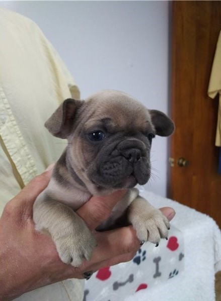 ??Cute French Bulldog puppies Available ?? Image eClassifieds4u