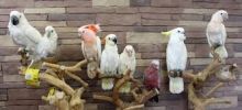 4546tv Charming atoo Parrots