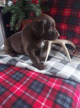 Adorable Labrador Retriever Puppies